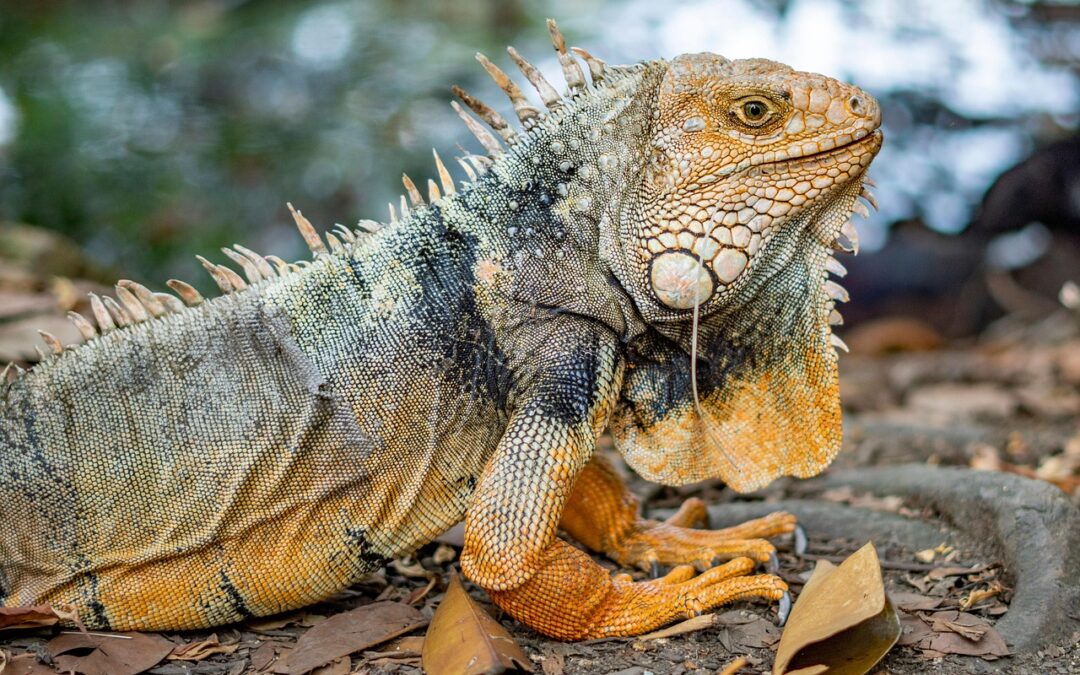 Togel AI Permainan Cepat dan Praktik Perjudian yang Bertanggung Jawab